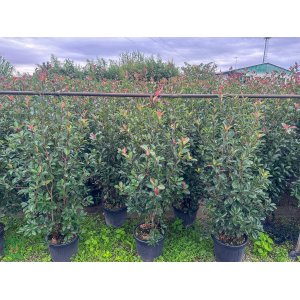 Červienka Fraserova (Photinia × fraseri) ´MCLARLOU LOUISE´® - výška 170-200 cm, kont. C18L (-21°C)
